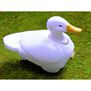 Walking & Swimming Duck