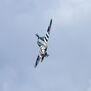 Typhoon PNP, 1100mm